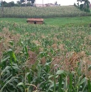 Meet your Posher, Jesus